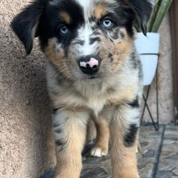 Australian Shepherds from Rampaige and Rambeau’s puppies