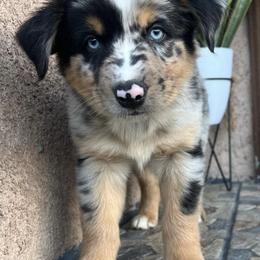 Australian Shepherds from Rampaige and Rambeau’s puppies