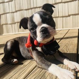 NylaJane - Boston Terrier