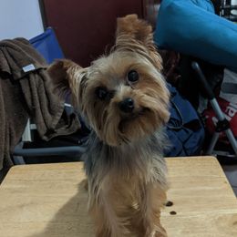 Scooby - Yorkshire Terrier