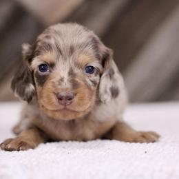 Dachshund Puppies from Prima Dachshunds
