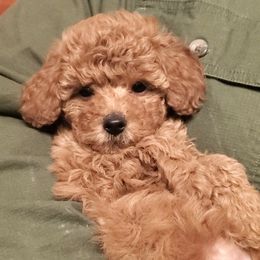 Molly- Red AKC Mini - Red  female Poodle puppy in Falcon, Missouri from Cedar House Heritage Poodles | AKC Toy & Miniature Poodle Puppies Raised in Home