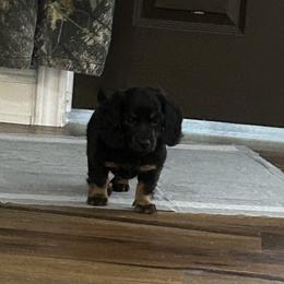 Megatron - Black and tan male Dachshund puppy in Santa Fe, Texas from Jennifer Marett