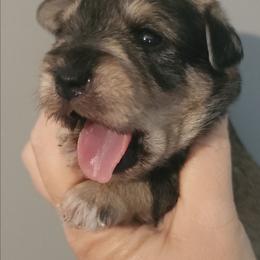 Jilly - Salt and pepper female Miniature Schnauzer puppy in Ferndale, Washington from Blackhorse Schnauzers Washington state