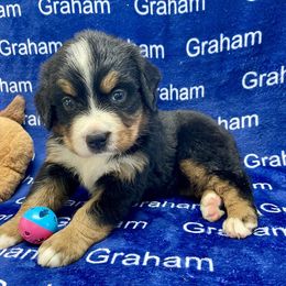 AKC Lavender collar - Black rust and white female Bernese Mountain Dog puppy in Comer, Georgia from Water Oak Farm