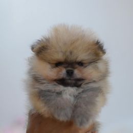 Pomeranian Puppies from BP PUPS