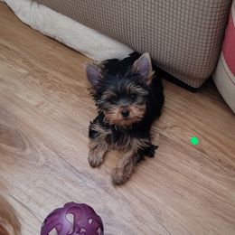Green collar - Blue and gold female Yorkshire Terrier puppy in Dunedin, Florida from Cantlon Yorkshire Terriers