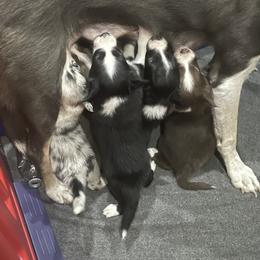 Border Collie and Jack Russell Terrier Puppies from CP FARMS BORDER COLLIES N JACKS CORP