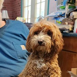 Sunny - Goldendoodle