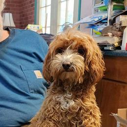 Sunny - Goldendoodle