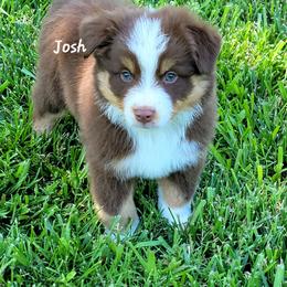 Josh - Red tri male Miniature Australian Shepherd puppy in Waxhaw, North Carolina from Cane Creek Aussies