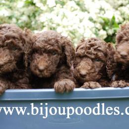 Japanese Chins and Poodles from Njoy Japanese Chin