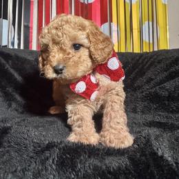 Daisy (purple collar) - Brown female Cavapoo puppy in Modesto, California from Molly n Friends