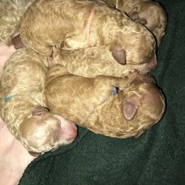 Aussiedoodle, Poodle, and Yorkipoo Puppies from Romano Juarez Puppies