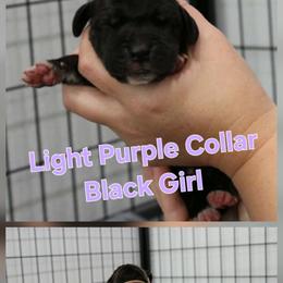 Light Purple Collar Girl - Black female Great Dane puppy in Longview, Texas from Lazy A Danes