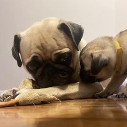 Pugs from Pug Love of Opelika Alabama