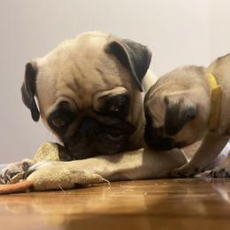 Pugs from Pug Love of Opelika Alabama
