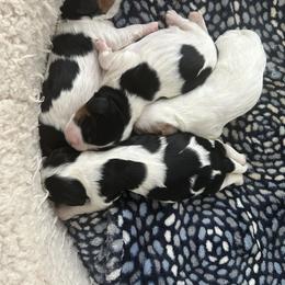 Cavalier King Charles Spaniel Puppies from Charming cavaliers
