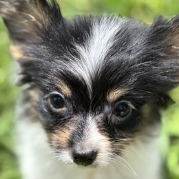 Papillon puppies from Sassy Pap Farms