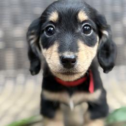Dachshund Puppies from Winnie’s Doxies