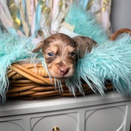 Kona (formerly Gracie) - Dapple female Dachshund puppy in New Albany, Mississippi from Double A. Doxies