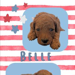 Belle - Red  female Goldendoodle puppy in Coarsegold, California from Hobbit Hollow Acres