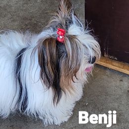 Benji - Biewer Terrier