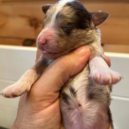 Cricket - Chocolate merle female Bernedoodle puppy in New Ringgold, Pennsylvania from Hawk Mountain Doodles
