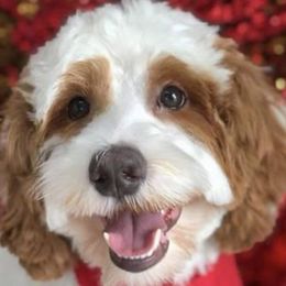 Griffin - Australian Labradoodle