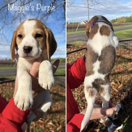 Maggies Purple Collar - Black fawn and white female Beagle puppy in Brownsville, Oregon from Beagles on the Run