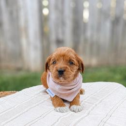 BlackBerry - Red  female Goldendoodle puppy in Russell Springs, Kentucky from Milk & Honey Doodles