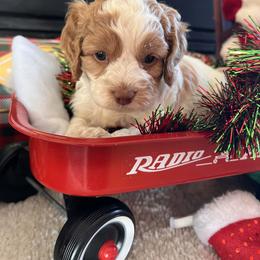 Camelian - Red and white female Cockapoo puppy in Connersville, Indiana from MoonShine Babies