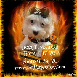 Tessa F Maltese - White female Maltese puppy in Silverhill, Alabama from Malteseuluv’s Tiny Treasurers