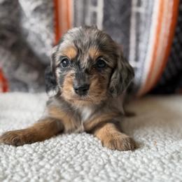 Charlotte - Dapple female Dachshund puppy in Pflugerville, Texas from Dream A Dream Dachshunds