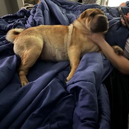 Sassy - Chinese Shar-Pei