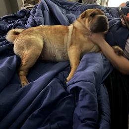 Sassy - Chinese Shar-Pei