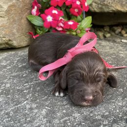 Kate - Brown female Springerdoodle puppy in Lisbon, Ohio from Willow Lane Doodles