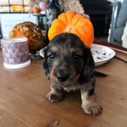 Frederick.AKC.PRA-clear.4800 - Dapple male Dachshund puppy in Dover, Oklahoma from Freckles and Furballs