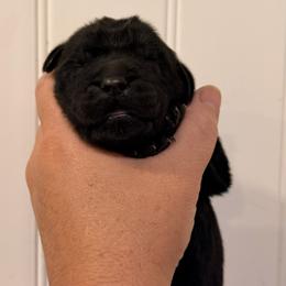 Bruno Mars - Black male Newfoundland puppy in Tully, New York from Bear Paw Newfoundlands