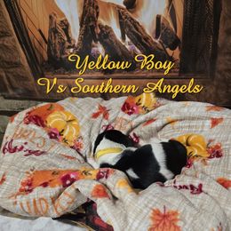 YELLOW BOY - Black white and brown male Basset Hound puppy in Snow Camp, North Carolina from V's Southern Angels
