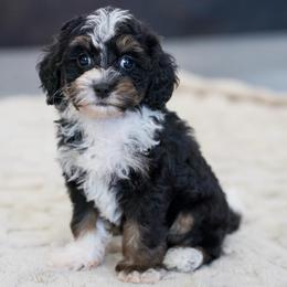 Valentino - Tri-color male Bernedoodle puppy in Dundee, Ohio from Down Home Doodle