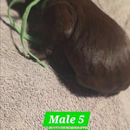 Green - Liver male German Shorthaired Pointer puppy in Dahlonega, Georgia from Pointer Mountain Bird Dogs