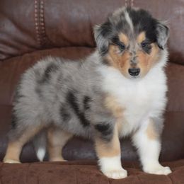 Rio - Blue merle white and tan male Collie puppy in Danville, Pennsylvania from Brookwood Collies, Smooth & Rough