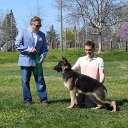 German Shepherd Puppies from Ca-She Shepherds
