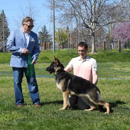 German Shepherd Puppies from Ca-She Shepherds
