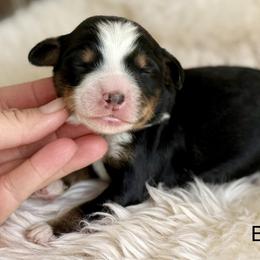 Rocky (black collar boy) - Tri-color male Bernedoodle puppy in Colorado Springs, Colorado from Mercy Mountain Bernedoodles