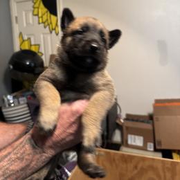 Belgian Malinois Puppies from Atkinson Kennels