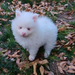 Klondike - White male Pomeranian puppy in Lochbuie, Colorado from Our Precious Poms
