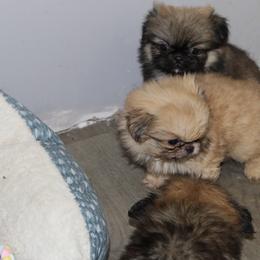 Pekingese Puppies from Amy’s Lil Pekingese
