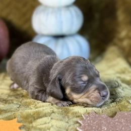 Maple - Chocolate and tan female Dachshund puppy in Purdy, Missouri from Shotgun Pups